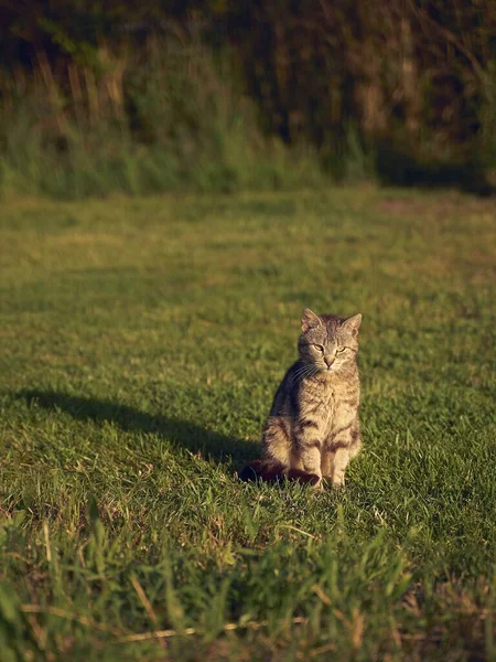 Eine Vertikale Aufnahme Einer Schönen Süßen Katze Die Einem Sonnigen — Stockfoto