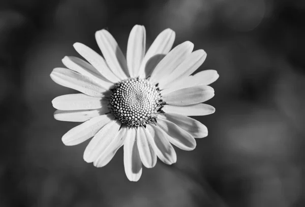 模糊背景下的雏菊花朵灰度特写 — 图库照片