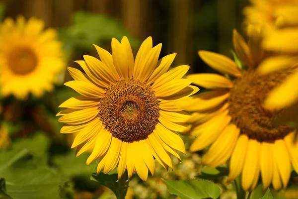 Detailní Záběr Kvetoucích Slunečnic Izolovaných Rozmazaném Pozadí — Stock fotografie