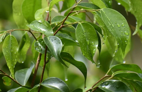Eine Nahaufnahme Feuchter Blätter Der Ficus Pflanze — Stockfoto