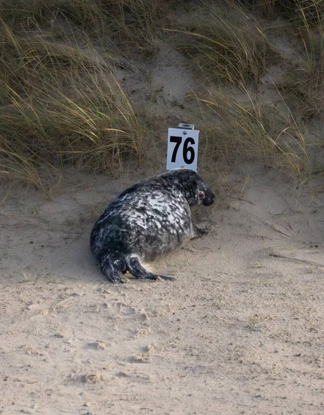 Vertical Shot Cute Fluffy Seal Lying Sand Daylight — Stock Photo, Image
