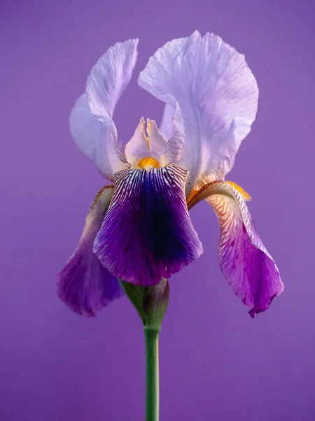 a pretty purple iris flower with a purple background