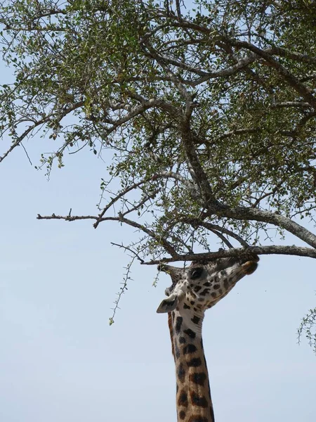 Beautiful Shot Maasai Giraffe Giraffe Tippelskirchi Acacia Tree Serengeti National — Stock Photo, Image