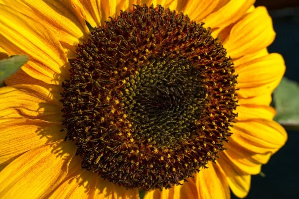 Närbild Solrosen Blommar Solljuset — Stockfoto
