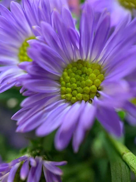 Zbliżenie Ujęcie Jasnego Purpurowego Brachycoma Kwiat Rozmytym Tle — Zdjęcie stockowe