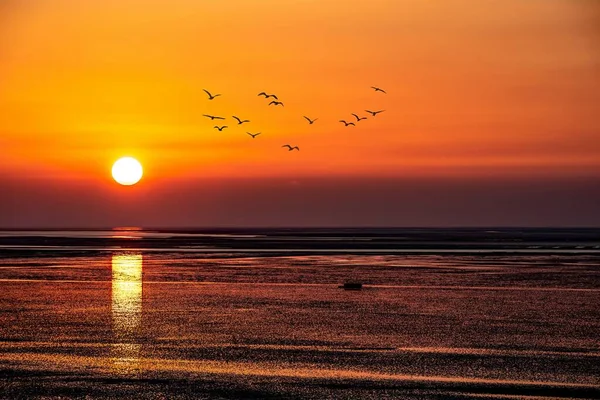 Красивый Закат Море Оранжевым Небом Стаей Птиц Заднем Плане — стоковое фото