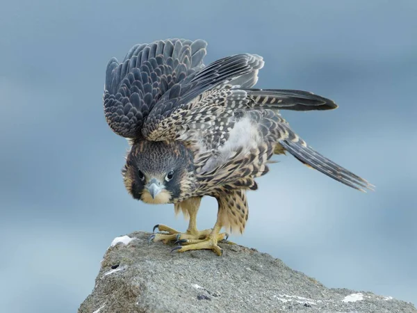 Een Close Van Een Slechtvalk Een Rots Falco Peregrinus — Stockfoto