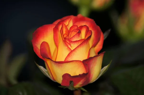 Egy Közeli Kép Egy Gyönyörű Narancssárga Rózsa Fekete Háttér — Stock Fotó