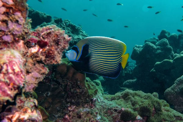 Närbild Änglafisk Som Simmar Djupblått Hav Över Korallrev — Stockfoto
