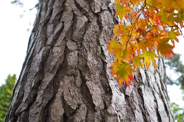 Detailní Pohled Texturu Kůry Stromů Barevnými Javorovými Listy Popředí — Stock fotografie