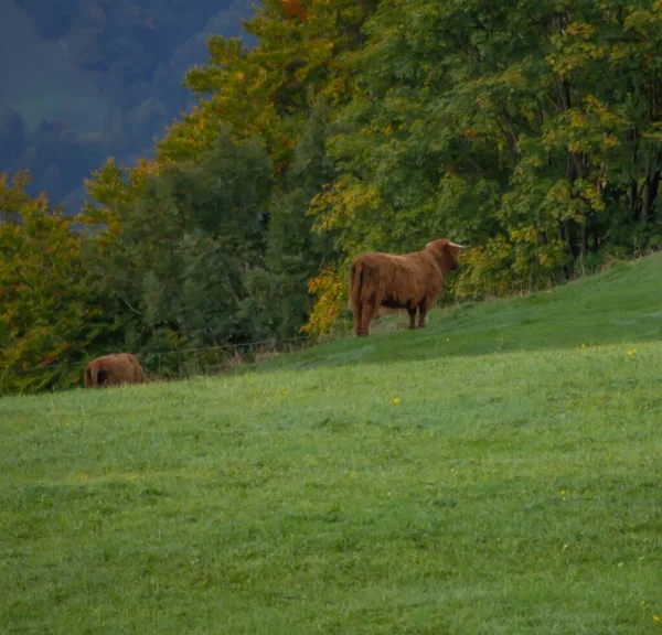 Вид Воздуха Коров Поле — стоковое фото