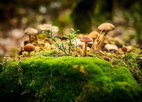 Closeup Shot Mushrooms Growing Garden — Stock Photo, Image