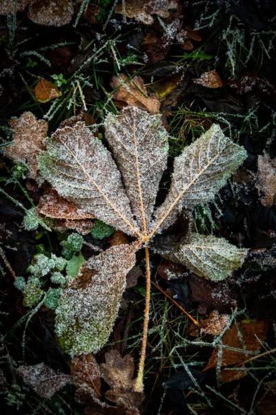 Vertical Shot Frozen Leaves Ground — Stock Photo, Image