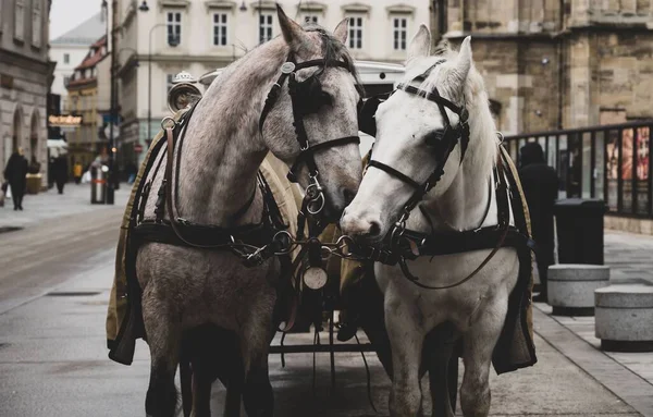 Två Vita Hästar Vagnar Gatan — Stockfoto