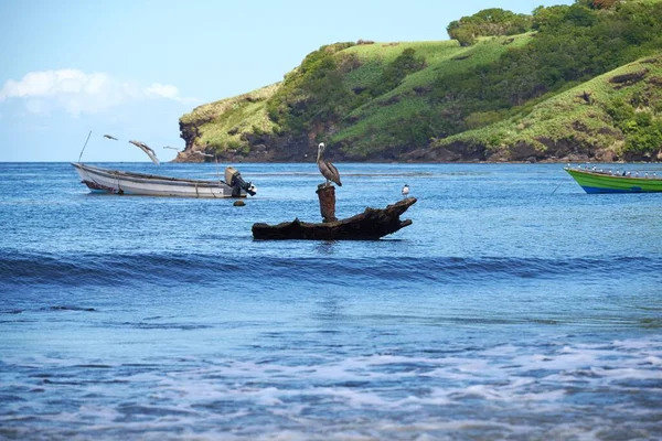 Beautiful Shot Blue Seawater Boats Piece Driftwood Pelican Perched — Stock Photo, Image