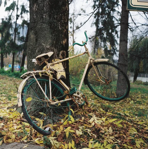 一辆旧自行车在一棵长满落叶的大树旁边 — 图库照片