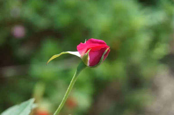 Μια Όμορφη Θέα Ενός Ροζ Τριαντάφυλλου Στον Κήπο — Φωτογραφία Αρχείου