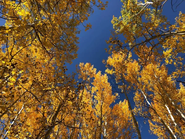 一片茂密的秋树环绕的森林 — 图库照片