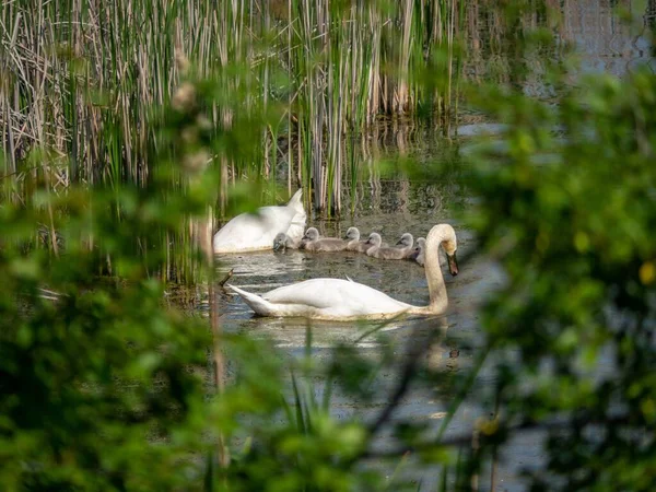 Селективный Фокус Лебедей Лебедя Младенцами Озере Окруженном Растениями Дневное Время — стоковое фото