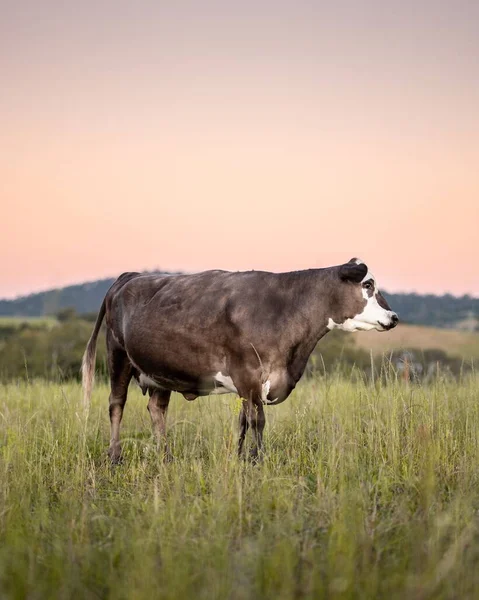 Коричневая Корова Закате Зеленой Траве — стоковое фото