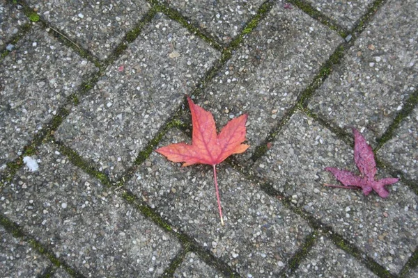 Widok Góry Dwóch Klonowych Jesiennych Liści Kamiennej Podłodze Parku — Zdjęcie stockowe