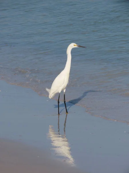 Anna Maria Adası Florida Nın Sığ Sularında Duran Sevimli Egret — Stok fotoğraf