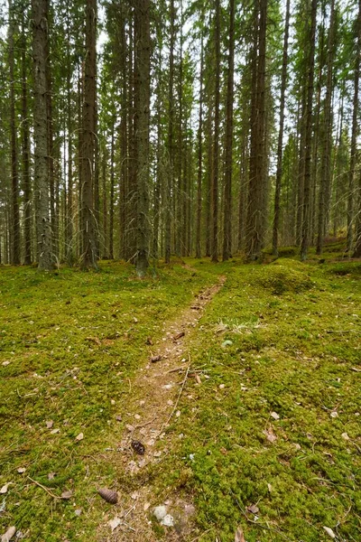 Uma Imagem Caminho Pedestre Cercado Por Árvores Altas Floresta — Fotografia de Stock