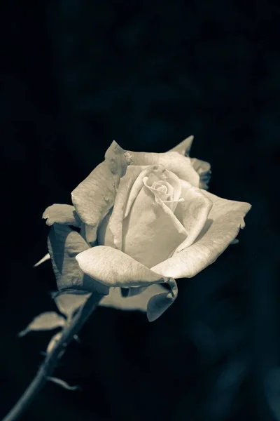 Pionowa Róża Wyspie Wight Anglia Strzelana Monochromatycznych Kolorach — Zdjęcie stockowe