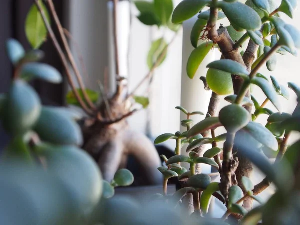 Een Close Shot Van Stengel Van Een Plant Met Bladeren — Stockfoto