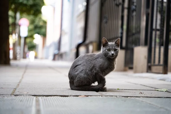 一只可爱的灰色流浪猫 长着有趣的眼睛站在人行道上 — 图库照片