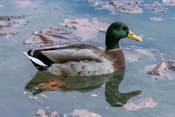 Egy Közeli Felvétel Egy Tőkés Kacsáról Amint Úszik Vízben — Stock Fotó