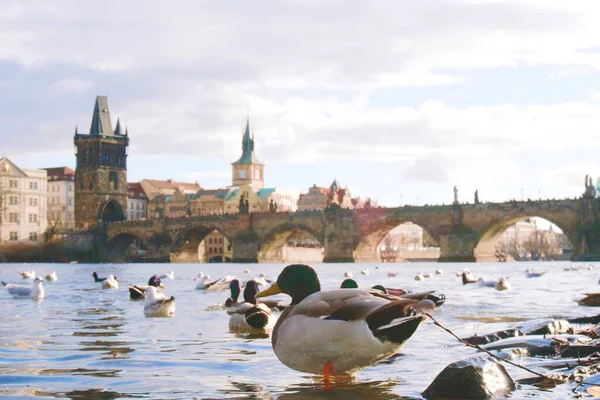Die See Schwimmenden Enten Mit Einer Brücke Und Architekturen Hintergrund — Stockfoto
