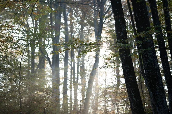 Прекрасний Знімок Сонця Світиться Через Тонкі Дерева Лісі — стокове фото
