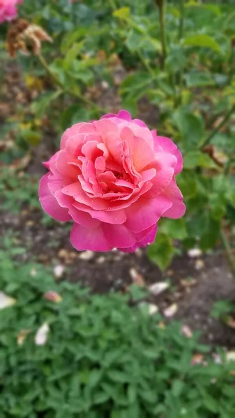 Plano Vertical Una Rosa Rosada Jardín — Foto de Stock