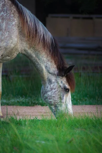 Piękny Dapple Szary Koń Brązową Grzywą Jedzącą Trawę Ziemi Zielonym — Zdjęcie stockowe