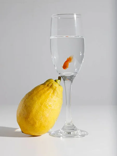 Tiro Vertical Peixinho Dourado Pequeno Copo Fundo Branco Com Limão — Fotografia de Stock