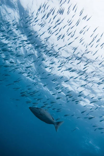 Eine Schule Von Eisvogel Thunfisch Schwimmt Unter Wasser — Stockfoto