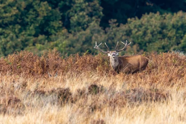 毎年恒例の交尾シーズン中にExmoor上の巨大なオスの赤い鹿 — ストック写真