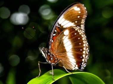 Bulanık arka planda yeşil yaprağın üzerinde duran Mavi Ay kelebeğinin yakın plan çekimi..
