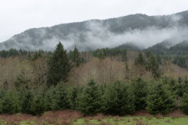 Washington 'daki Olimpiyat Ulusal Parkı' nda sisli bir günde ağaçlar.