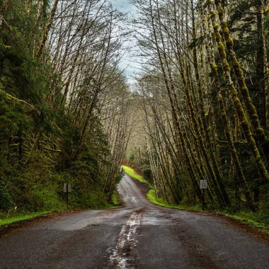 Olimpiyat Ulusal Parkı, WA, ABD 'de yeşil ağaçların ve bitkilerin arasından geçen bir yol