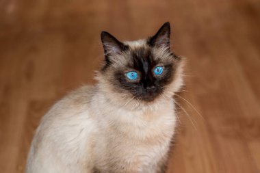 Bir odadaki sevimli bir kedinin seçici yakın çekimi.