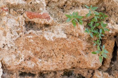 Duvardaki çatlaktan çıkan küçük bir bitki.