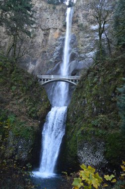 Multnomah Şelalesi 'nin ABD' deki Columbia Nehri Vadisi 'ndeki Multnomah Deresi' ndeki dikey çekimi..