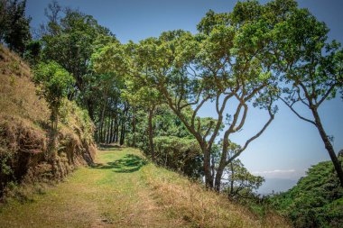 Güneşli bir günde yeşil bir dağın yamacındaki patikanın manzarası.