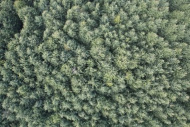 Hindistan, Manali kırsalındaki yeşil orman ağaçlarının hava manzarası.