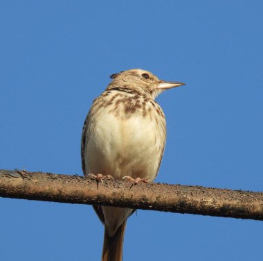 Tarla kuşunun yakından çekilmiş bir görüntüsü.