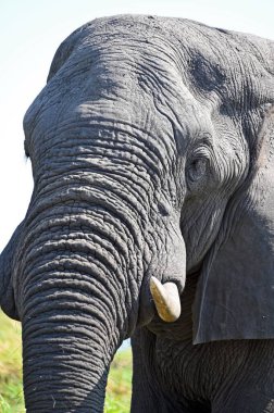 Botswana, Afrika 'daki Chobe Ulusal Parkı' nda bir filin kafasını yakın plan çekeceğiz.