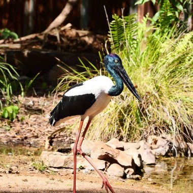 Güneşli bir günde, kıyıda siyah boyunlu bir leyleğin yakın çekimi.