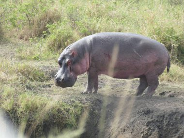Dev bir su aygırı (Hippopotamus amfibi) günün çoğunu suda, Serengeti Ulusal Parkı 'nda, Tanzanya' da, Afrika 'da geçirir.